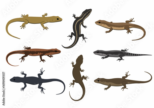 Diverse collection of vector lizard illustrations in flat design style, showcasing various reptile species with different colors and patterns, isolated on white.
