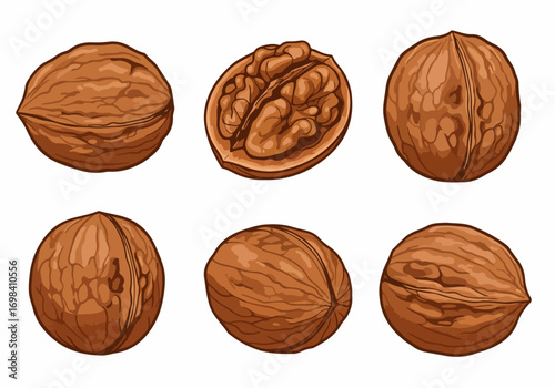 Vector illustration set of walnuts, including whole nuts and a cracked one, isolated on a white background, perfect for healthy food and nutrition designs.