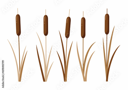 Set of five stylized cattail plants, bulrushes, or reedmace illustrations on a white background, perfect for wetland nature designs.