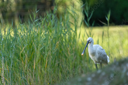 Ein Löffler in seiner natürlichen umgebung