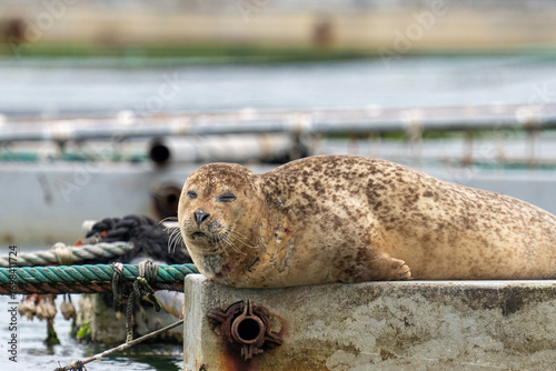 Entspannter Seehund an den Austernplätzen