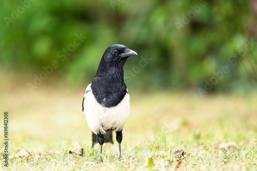 Eine Schwarze Elster sitz auf der Wieder im Vordergrund und richtet ihren Kopf nach links