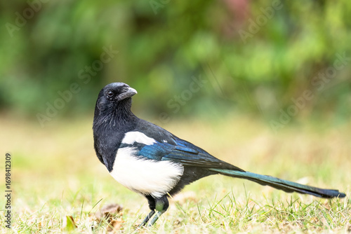 Eine Elster siitzt seitlich im Gras und schaut nach links.