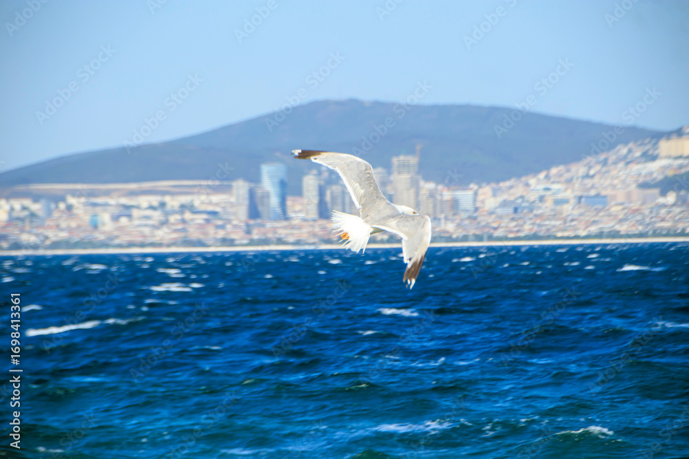Naklejka premium seagull flying over sea against city coast 