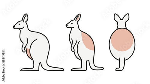 Cute Kangaroo from Multiple Angles for Australian Wildlife and Animal-Themed Graphics