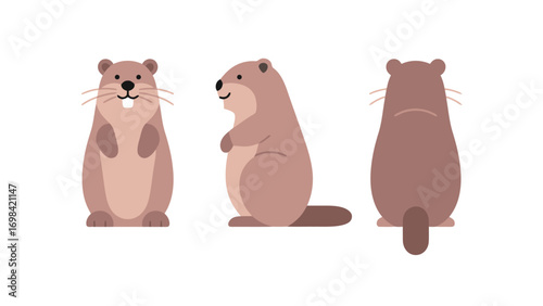 Three different views of a cute groundhog or marmot, front, side, and back, vector illustration in a simple graphic style on a white background
