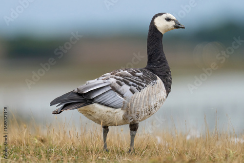 Eine Weißwangengans steht auf einer grasbewachsene Fläche steht. 