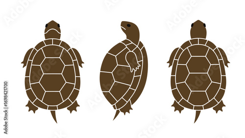 Flat vector illustration of a cute cartoon tortoise from the top, side, and back, isolated on a white background.