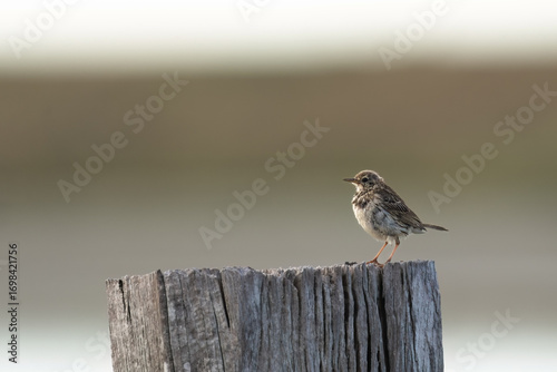 Ein Wiesenpieper sitz auf einen alten Feldholzphfal vor unscharfen Hintergrund