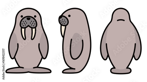 Cute flat vector illustration of a cartoon walrus from the front, side, and back, isolated on a white background.