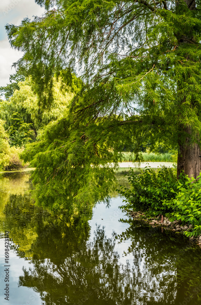 Fototapeta premium Trees reflecting on a water surface in a park in London during summer