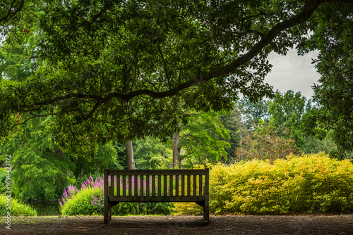 A wooden bench under a tree in a park in London during summer
