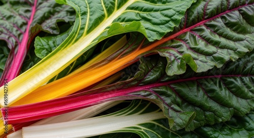 Fresh colorful chard stems and green leaves, close up food background