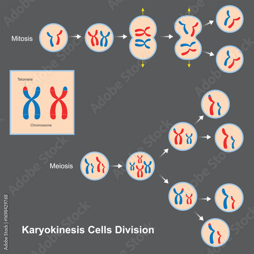 Mitosis and Meiosis Cell Division.