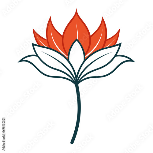 vector illustration of scadoxus puniceus alba line art flower