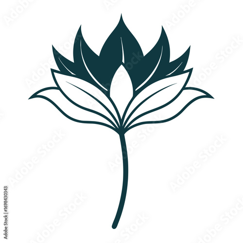 scadoxus puniceus alba line art vector isolated