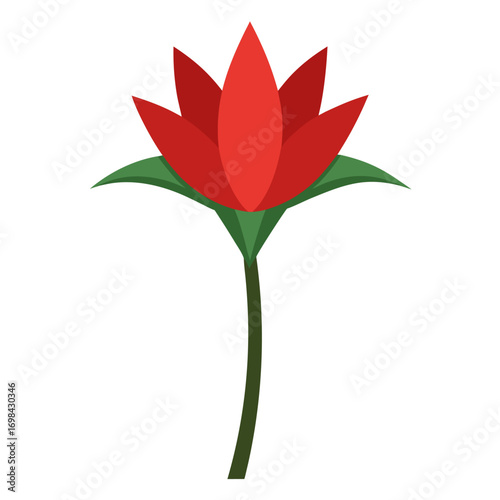 realistic scadoxus puniceus alba vector on white background