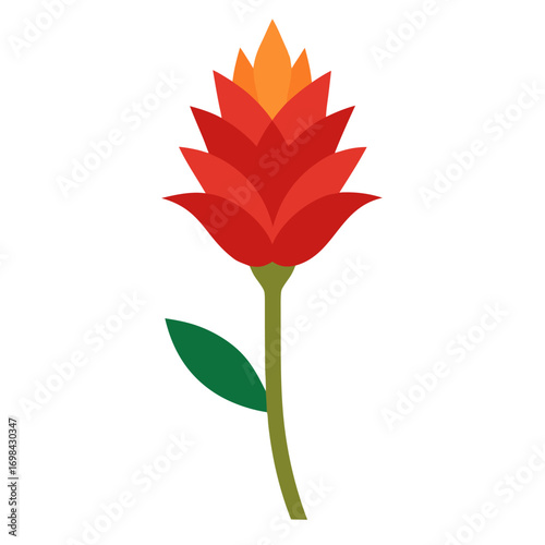  scadoxus puniceus alba vector illustration on white background