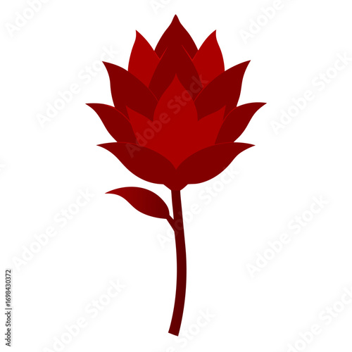 scadoxus puniceus alba flower-silhouette-on-white