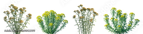 Photos Set of Achillea terracotta (Yarrow) and Euphorbia palustris isolated png on a tr