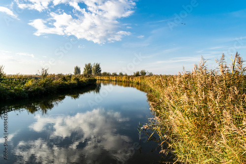 Autumn landscape in the Netherlands with a marshy lake and dry sedge, selective focus. Nationaal Park Nieuw Land in the Provincie Flevoland in Holland. Oostvaardersplassen Nature Reserve in Almere. 	