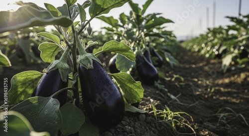 Close-up of fresh eggplants with water droplets growing in a sunlit agricultural field, showcasing healthy produce and natural beauty at dawn.