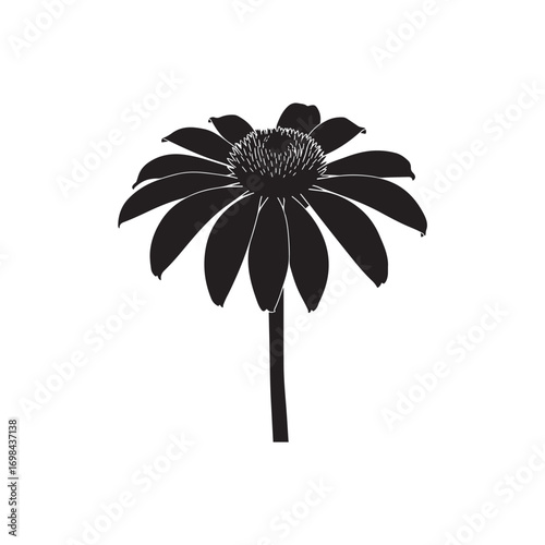 Echinacea (Coneflower) Vector (8).eps
