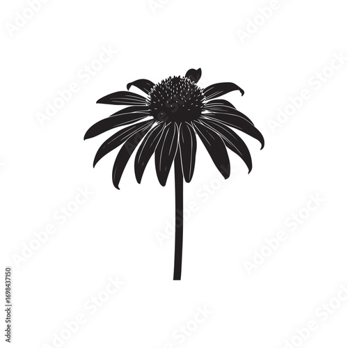 Echinacea (Coneflower) Vector (7).eps