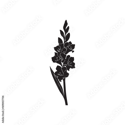 Gladiolus Vector (5).eps