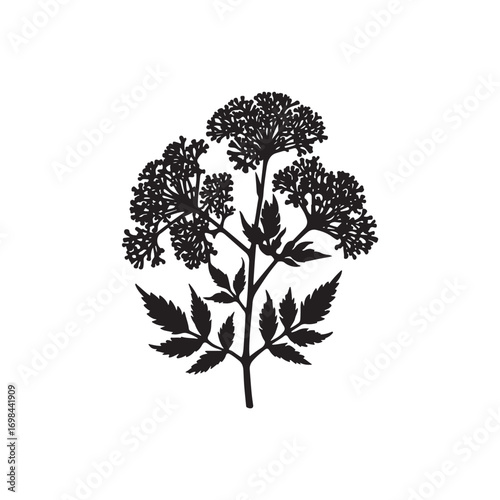 Yarrow Vector (7).eps