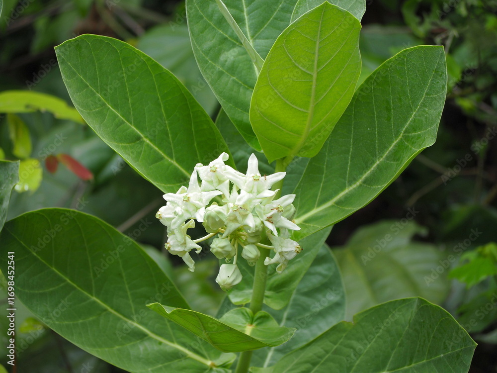 Fototapeta premium Milkweed or Calotropis gigantea has white flowers in clusters. The petals have five crown-like appendages in center of flower. All part of plant have white latex. Crown Flower. white Giant indian Milk
