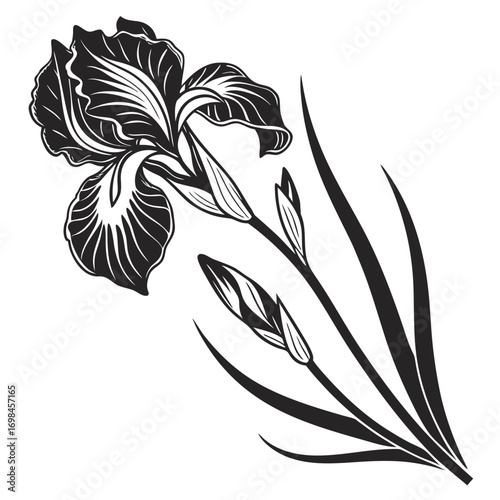 Black and white illustration of an iris flower with buds and leaves