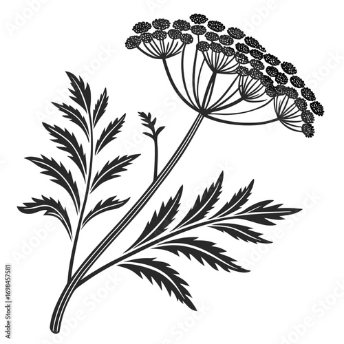 Black silhouette of a flowering plant with delicate leaves and a large umbel flower head