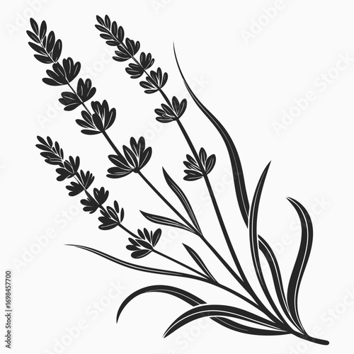 Black and white illustration of lavender sprigs and leaves