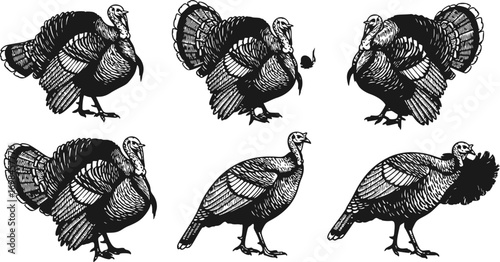 Set of Turkey Silhouettes – Farm Animal Vector Collection, Poultry Icons, Thanksgiving and Harvest Festival Design Elements
