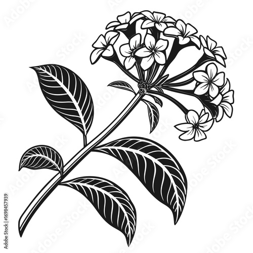 Black and white illustration of a plumeria flower branch with leaves