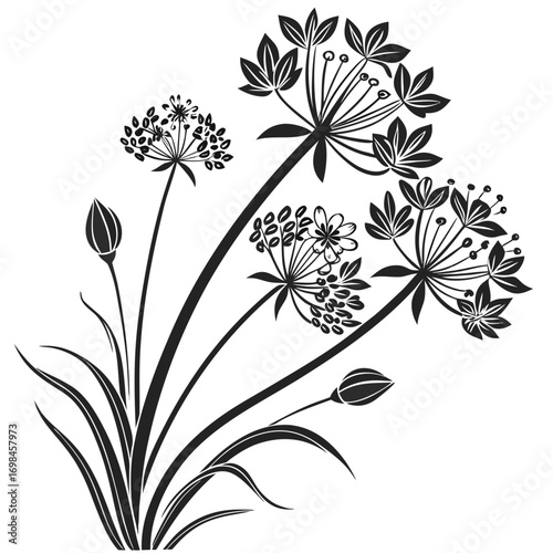 Black and white illustration of blooming allium flowers and buds