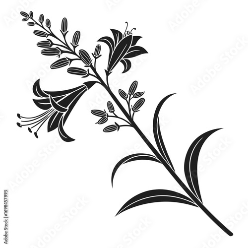Black silhouette of a lily flower branch with buds and leaves