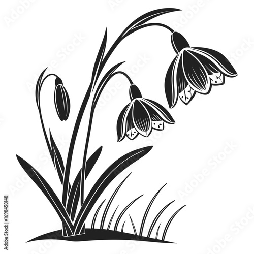 Black and white illustration of snowdrop flowers with leaves and grass