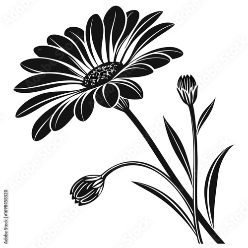 Black and white illustration of a gerbera daisy with buds and leaves