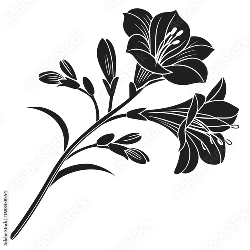 Black silhouette of freesia flowers and buds on a white background