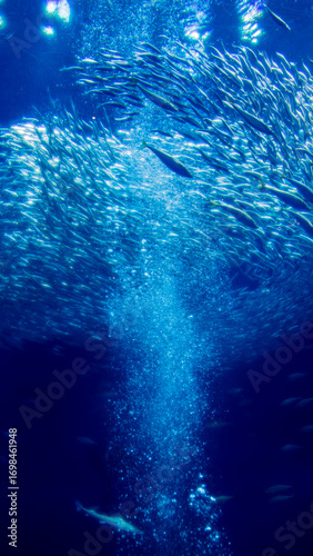 巨大なイワシの群れ　水族館　絶景　縦構図