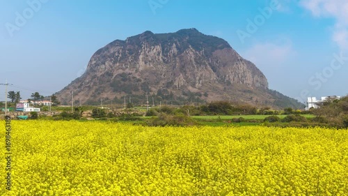 Jeju Island South Korea time lapse, canola field at Sanbangsan