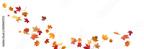 PNG Falling leaves, autumn foliage on transparent background, beautiful background Overlay orange and gold leaves. Vector maple leaf, png, flying foliage from tree.