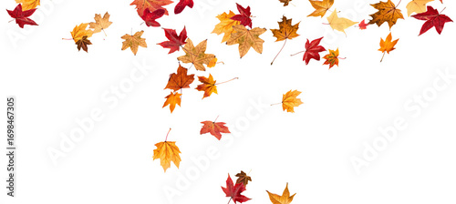 Wallpaper Mural Falling leaves, autumn foliage on transparent background, beautiful background of orange and gold leaves. Vector maple leaf, png, flying foliage from tree.	
 Torontodigital.ca