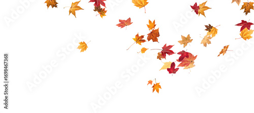 Wallpaper Mural PNG Falling leaves, autumn foliage on transparent background, beautiful background Overlay orange and gold leaves. Vector maple leaf, png, flying foliage from tree. Torontodigital.ca