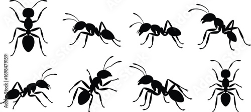 Ant silhouette collection, various ant poses and sizes, perfect for nature, insect, and wildlife creative design projects.