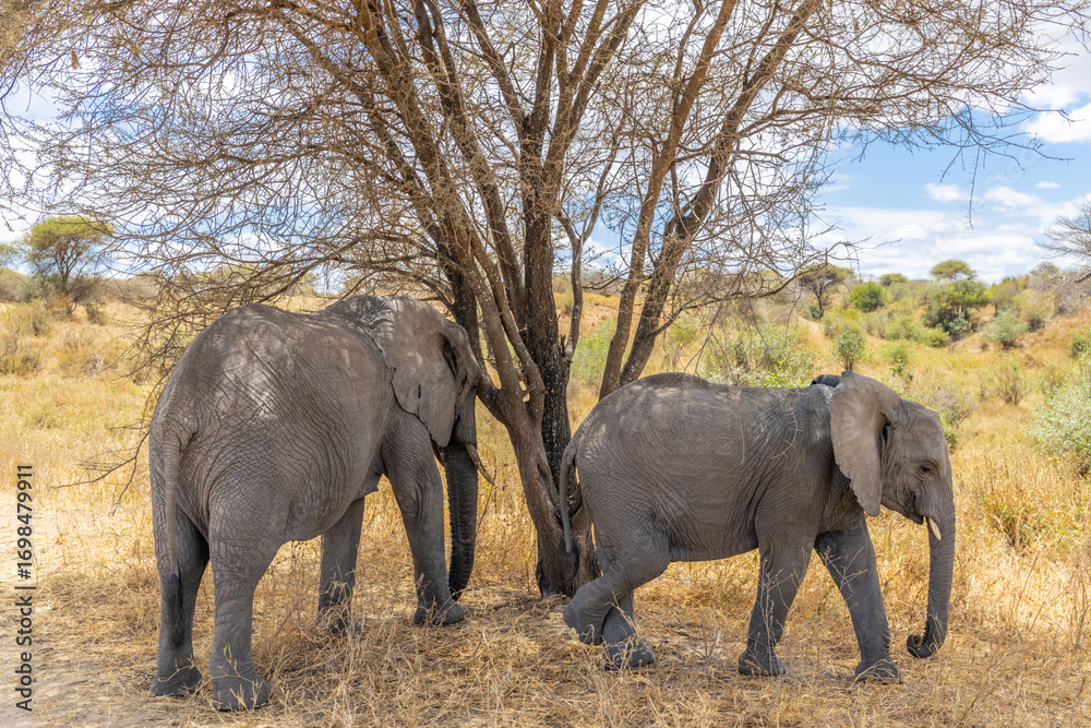 Fototapeta premium Elephant in Africa savanna on dry grass at safari game drive. Wild nature in African national parks of Kenya and Tanzania. Mammals animals wildlife in African savanna bush Tarangire national park