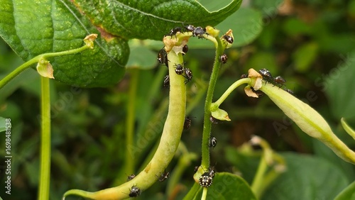 Close-up of green vegetable bugs gathered on a bean plant stem, showing pest infestation and agricultural crop damage in the garden