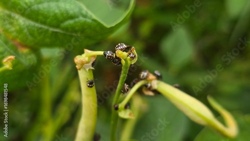 Close-up of green vegetable bugs gathered on a bean plant stem, showing pest infestation and agricultural crop damage in the garden